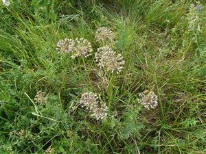 Allium angulosum
